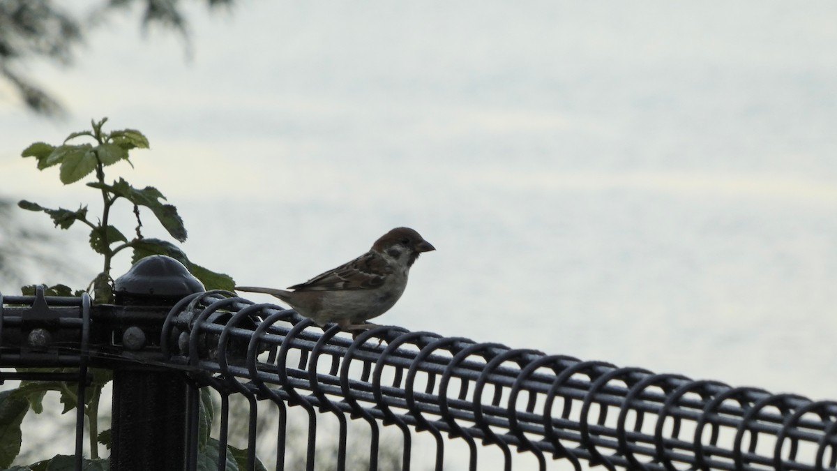 Eurasian Tree Sparrow - ML641437813