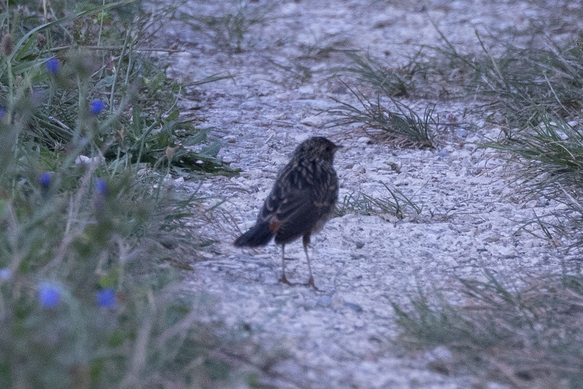 Bluethroat - ML641437814