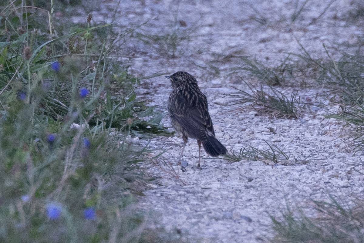 Bluethroat - ML641437815