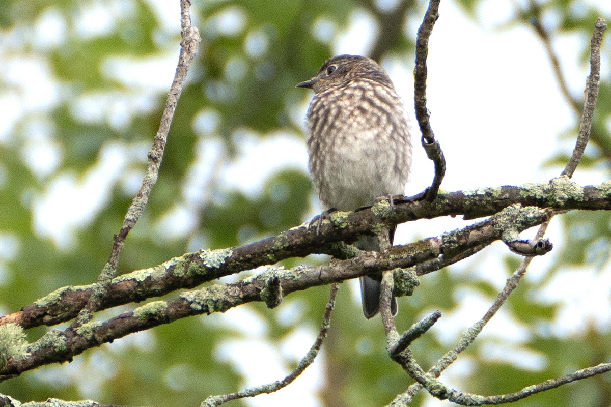 Eastern Bluebird - ML641437816