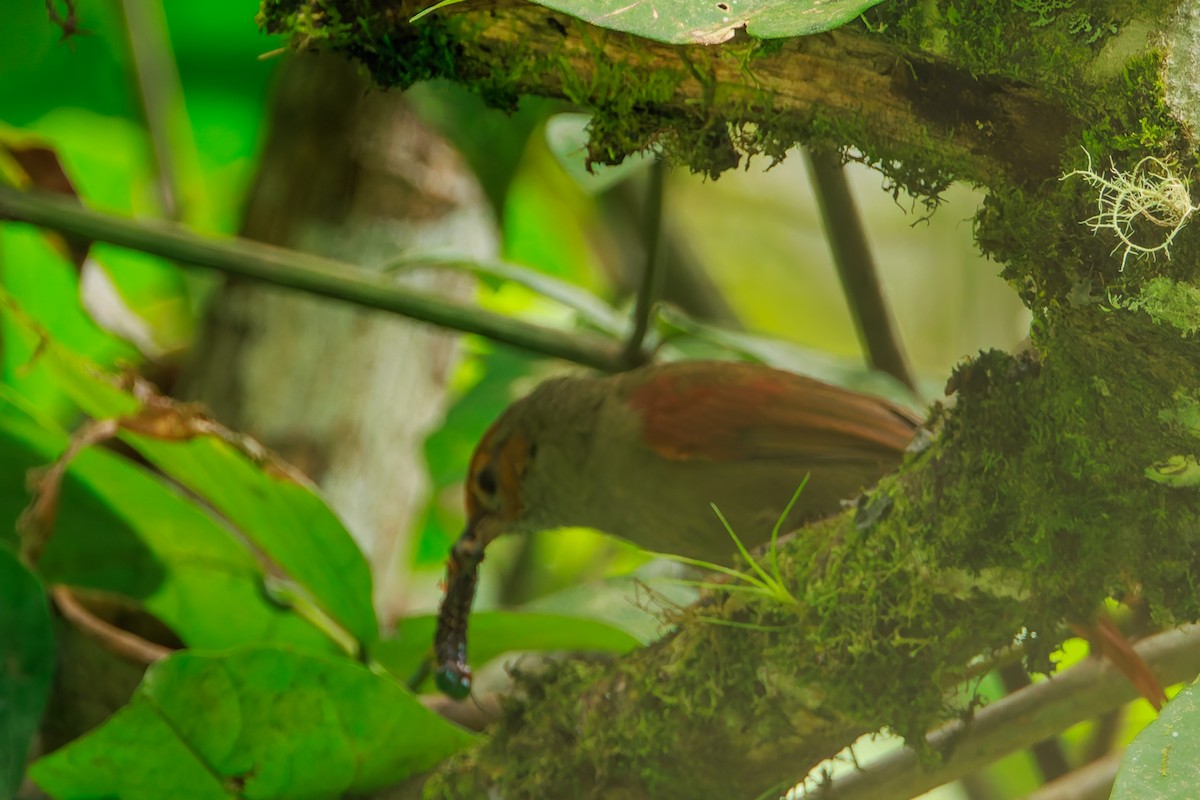 Red-faced Spinetail - ML641437817