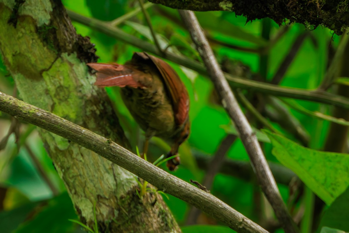 Red-faced Spinetail - ML641437818