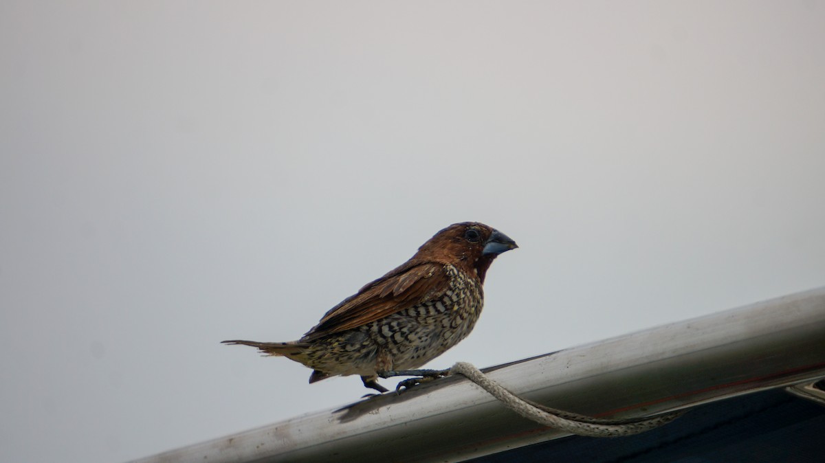 Scaly-breasted Munia (Scaled) - ML641437819