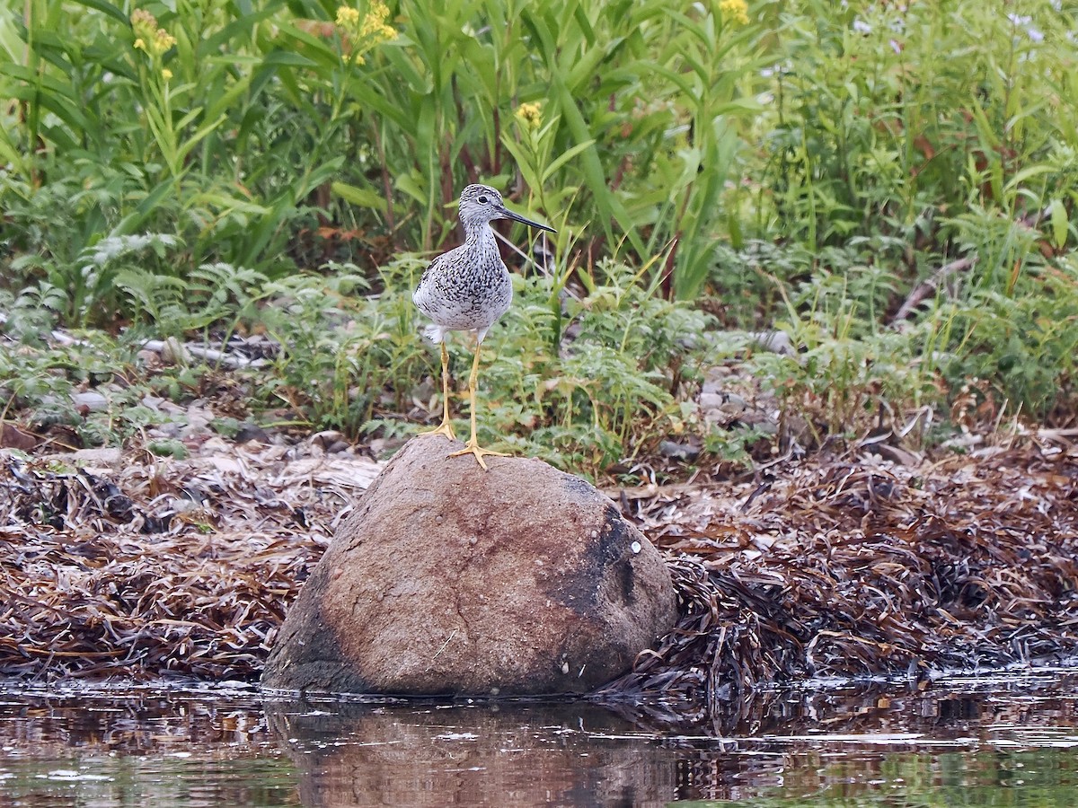 Greater Yellowlegs - ML641437821