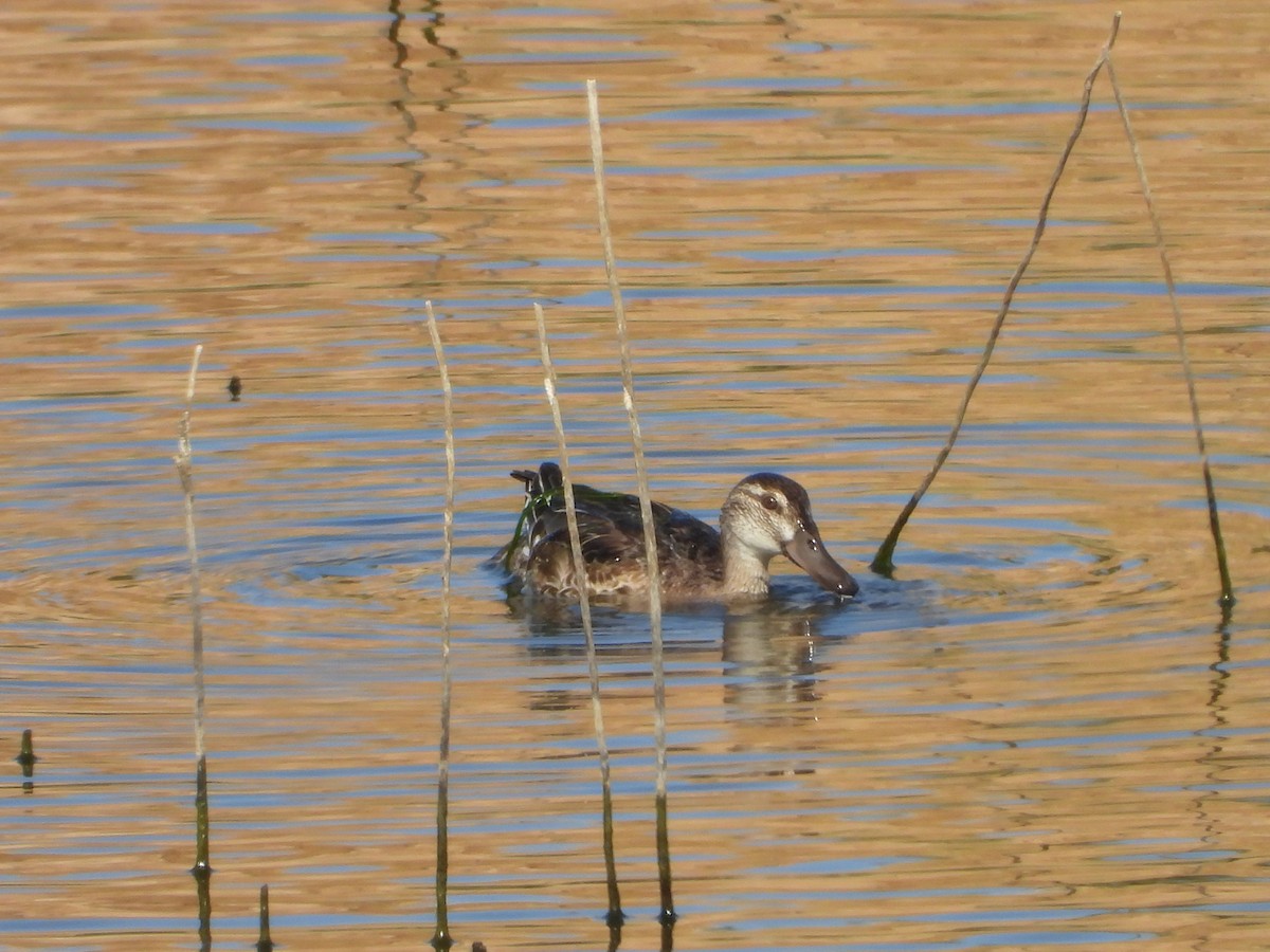 Garganey - ML641437822