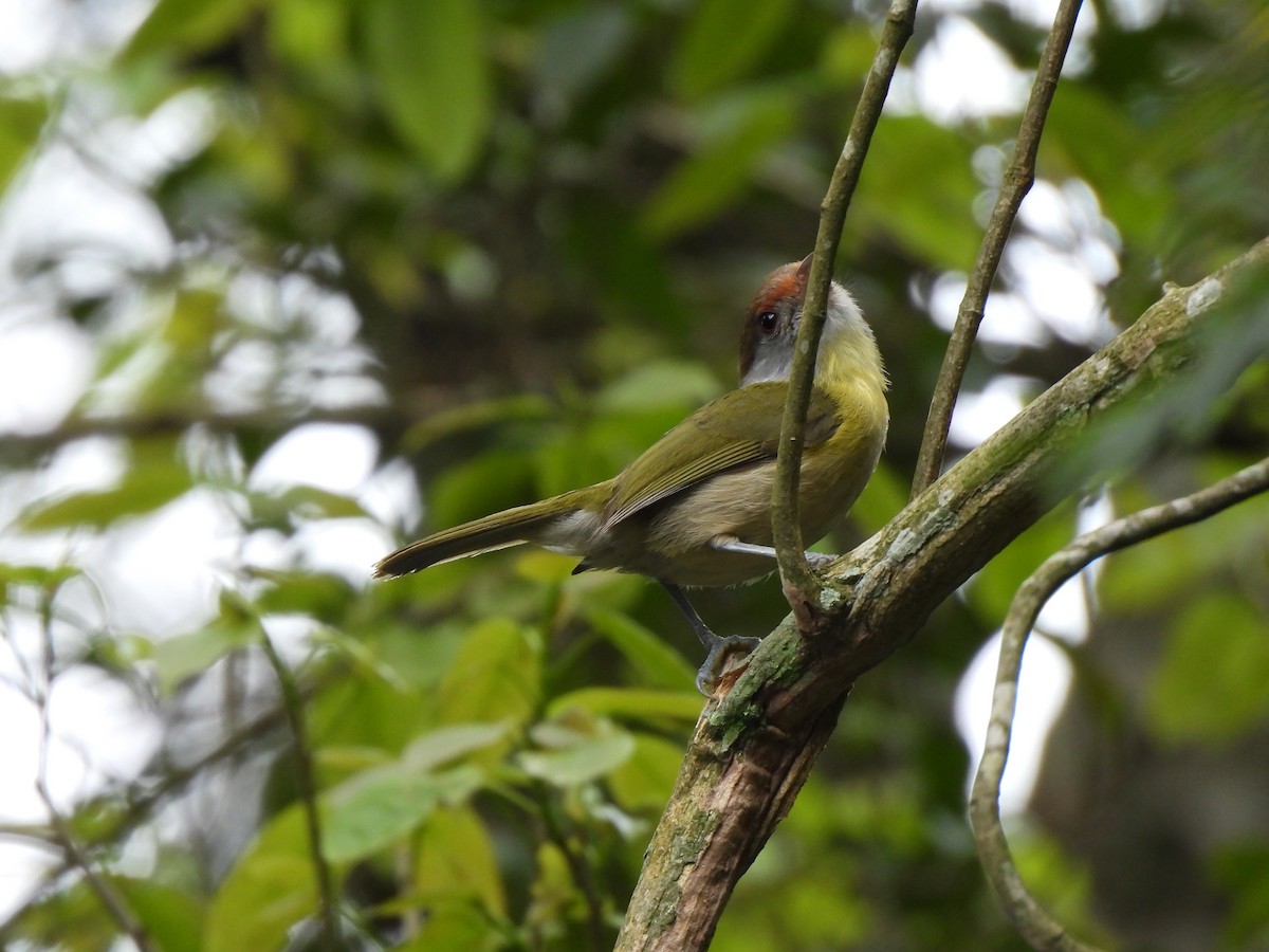 Rufous-browed Peppershrike - ML641437823