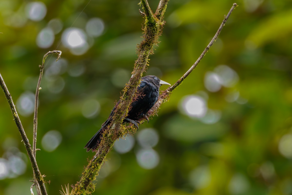 Scarlet-rumped Cacique - ML641437825