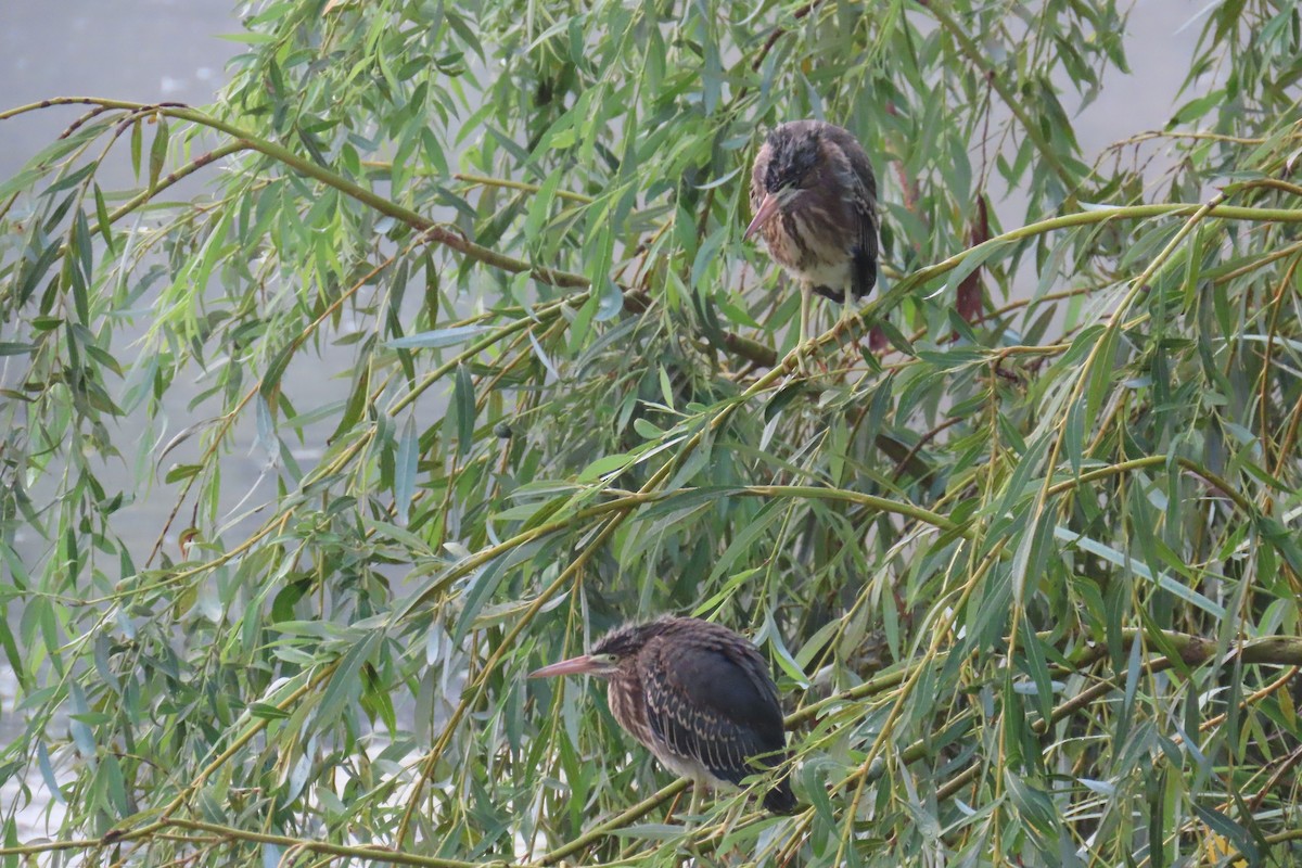 Green Heron - ML641437826