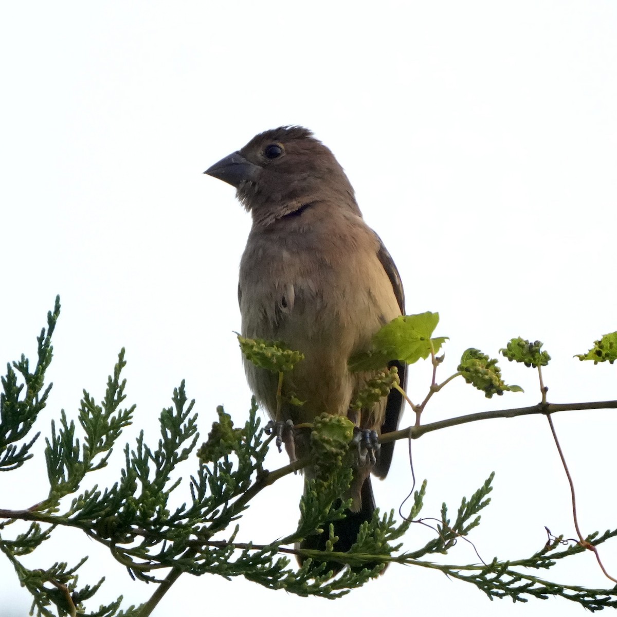 Blue Grosbeak - ML641437829