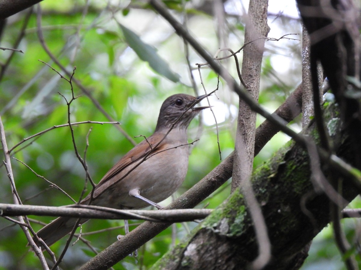 Pale-breasted Thrush - ML641437830