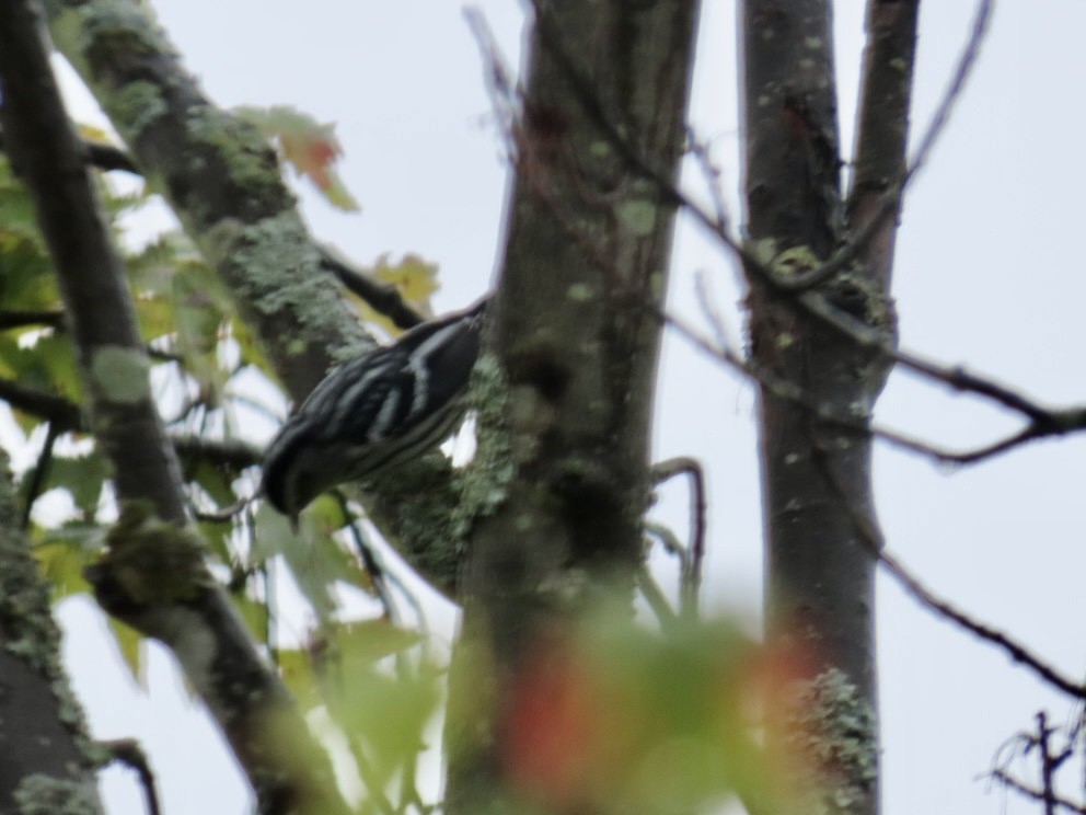 Black-and-white Warbler - ML641437832