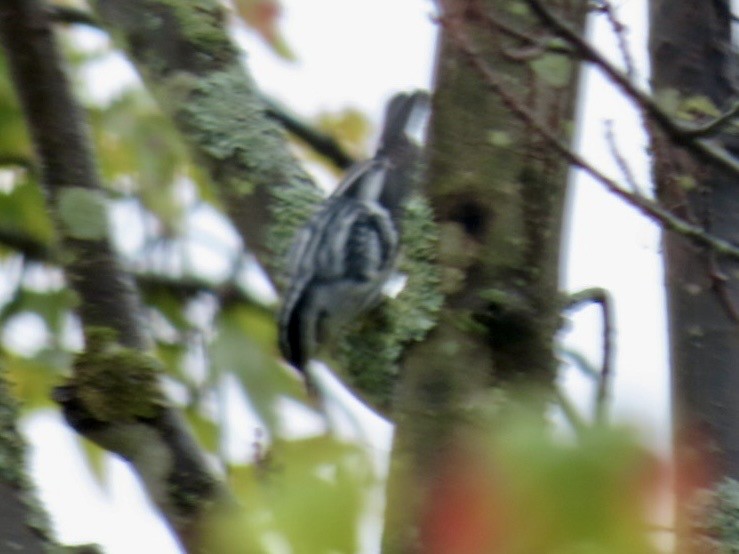 Black-and-white Warbler - ML641437833