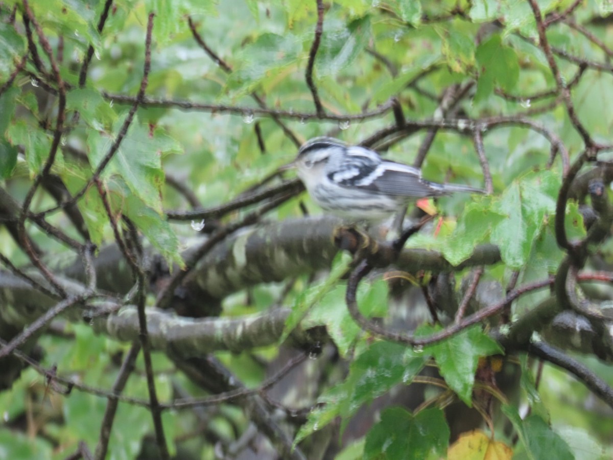 Black-and-white Warbler - ML641437834