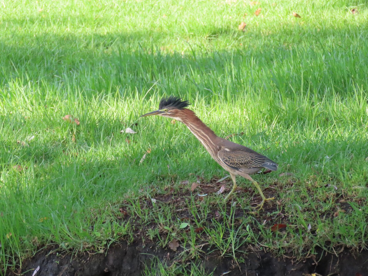 Green Heron - ML641437836