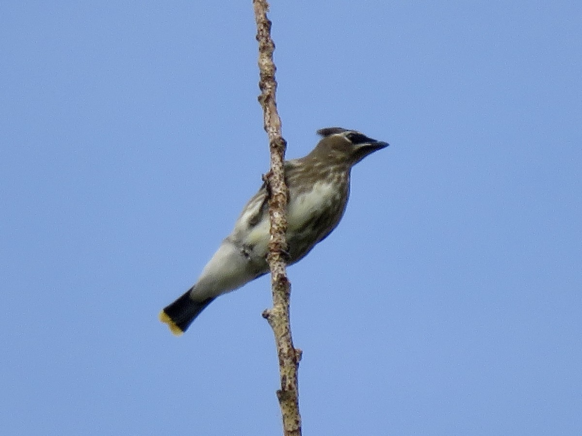 Cedar Waxwing - ML641437838