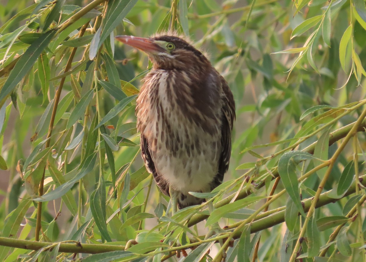 Green Heron - ML641437839