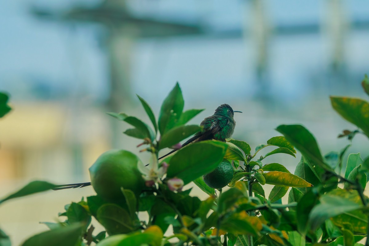 Black-tailed Trainbearer - ML641437877