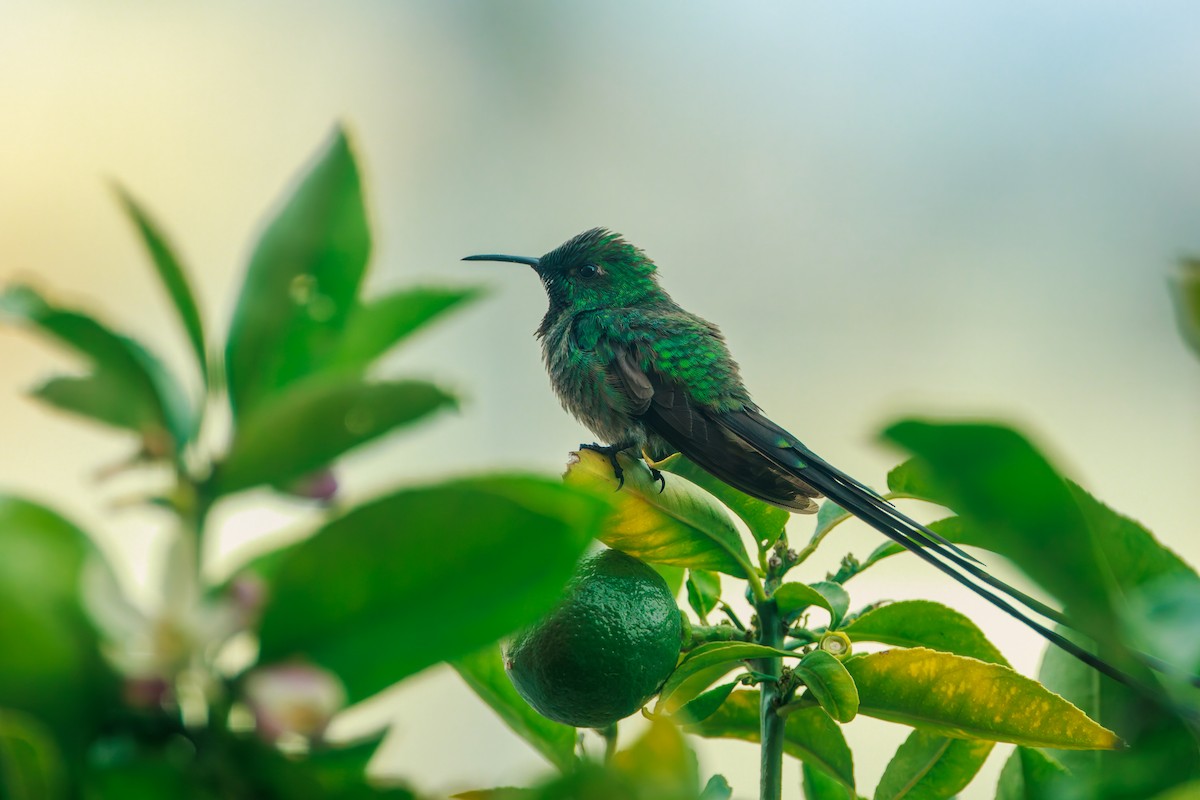 Black-tailed Trainbearer - ML641437878