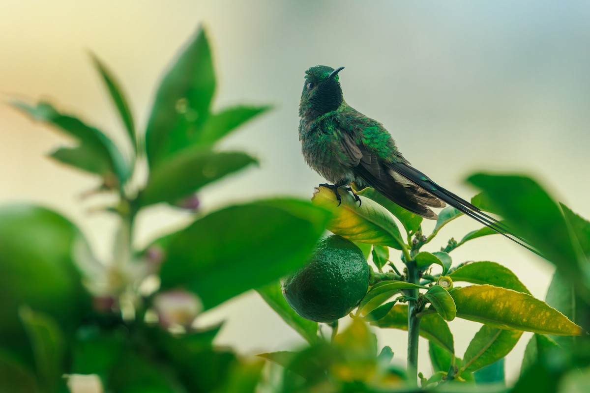 Black-tailed Trainbearer - ML641437879