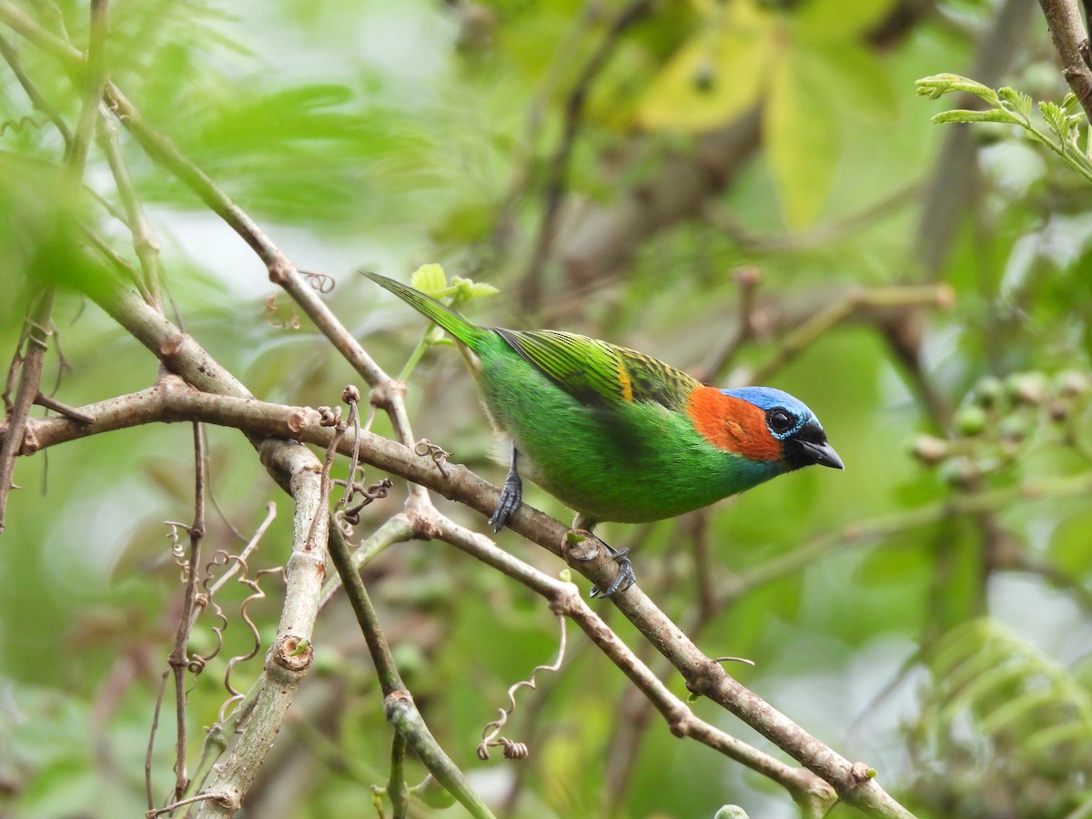 Red-necked Tanager - ML641437881