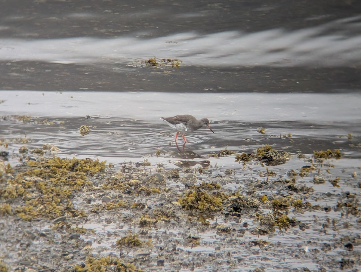 Common Redshank - ML641437885