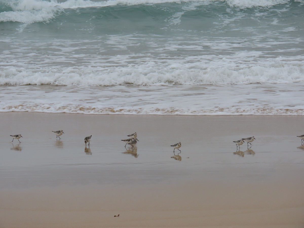 Sanderling - ML641437916