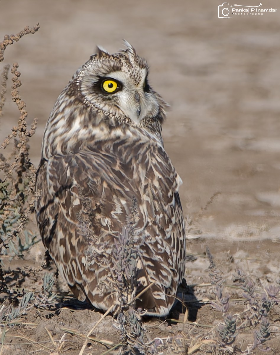 Short-eared Owl - ML641437927