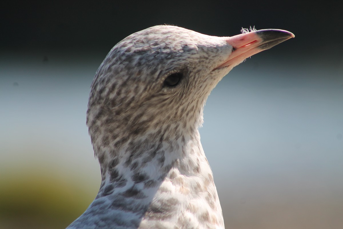 Gaviota de Delaware - ML641437952