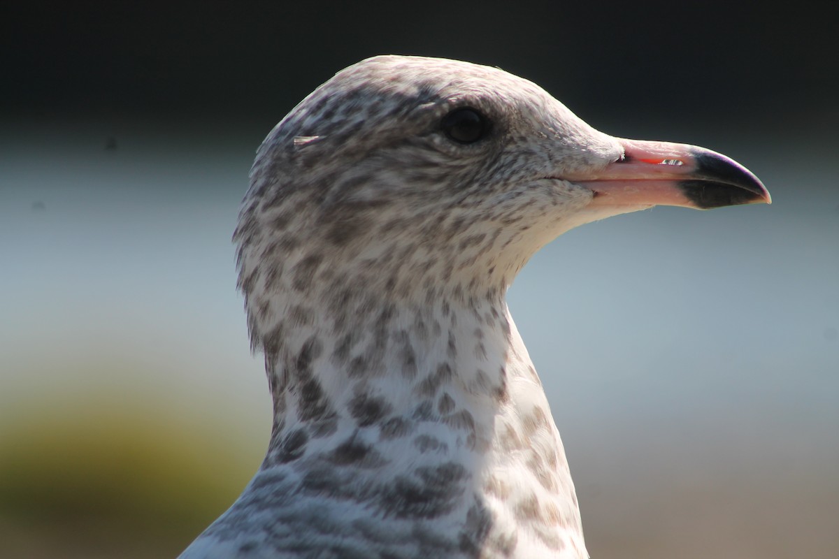 Gaviota de Delaware - ML641437954