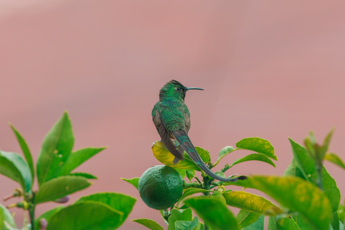 Black-tailed Trainbearer - ML641437966