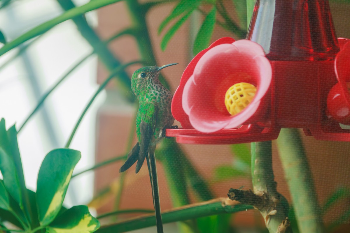 Black-tailed Trainbearer - ML641437967
