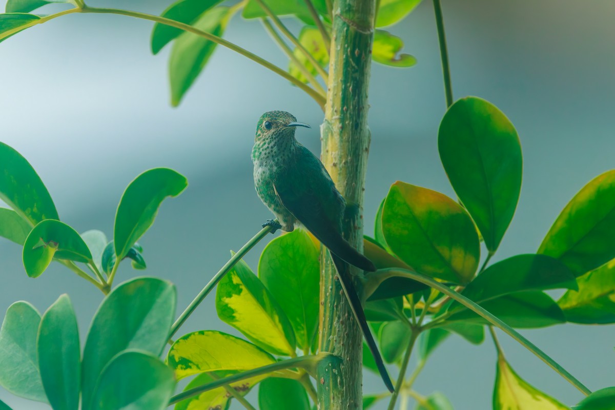 Black-tailed Trainbearer - ML641437968