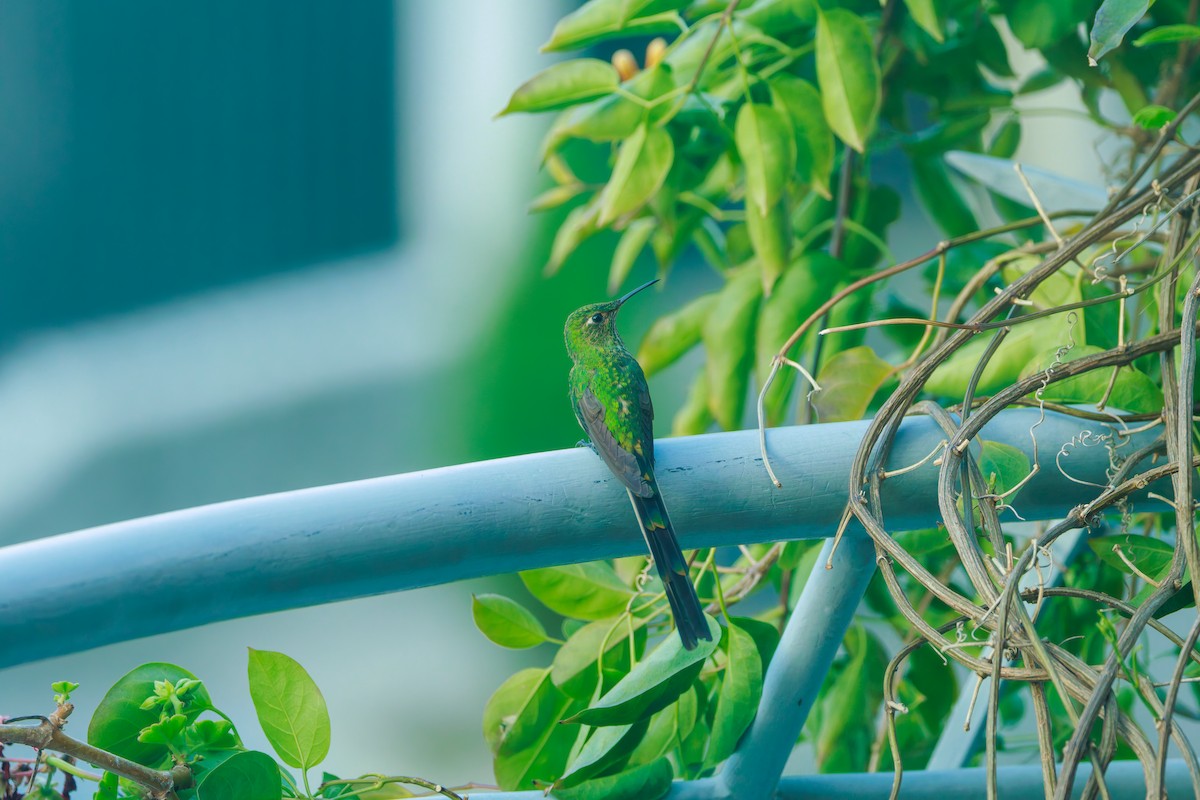 Black-tailed Trainbearer - ML641437969