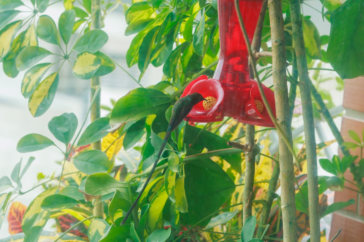 Black-tailed Trainbearer - ML641437971