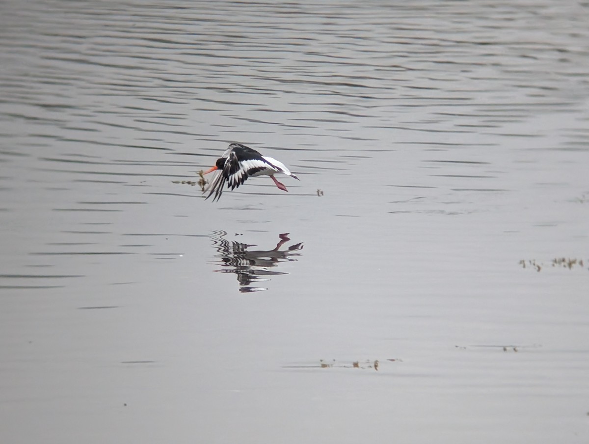 Eurasian Oystercatcher - ML641437982