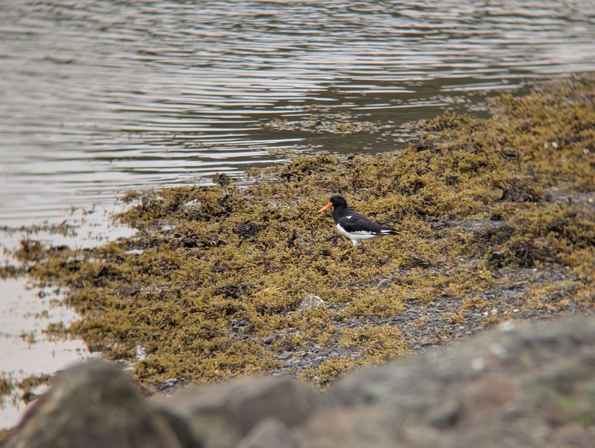Eurasian Oystercatcher - ML641437983
