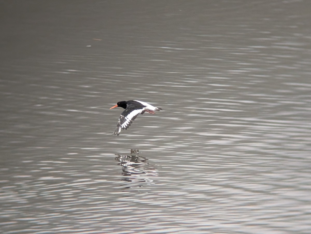 Eurasian Oystercatcher - ML641437984