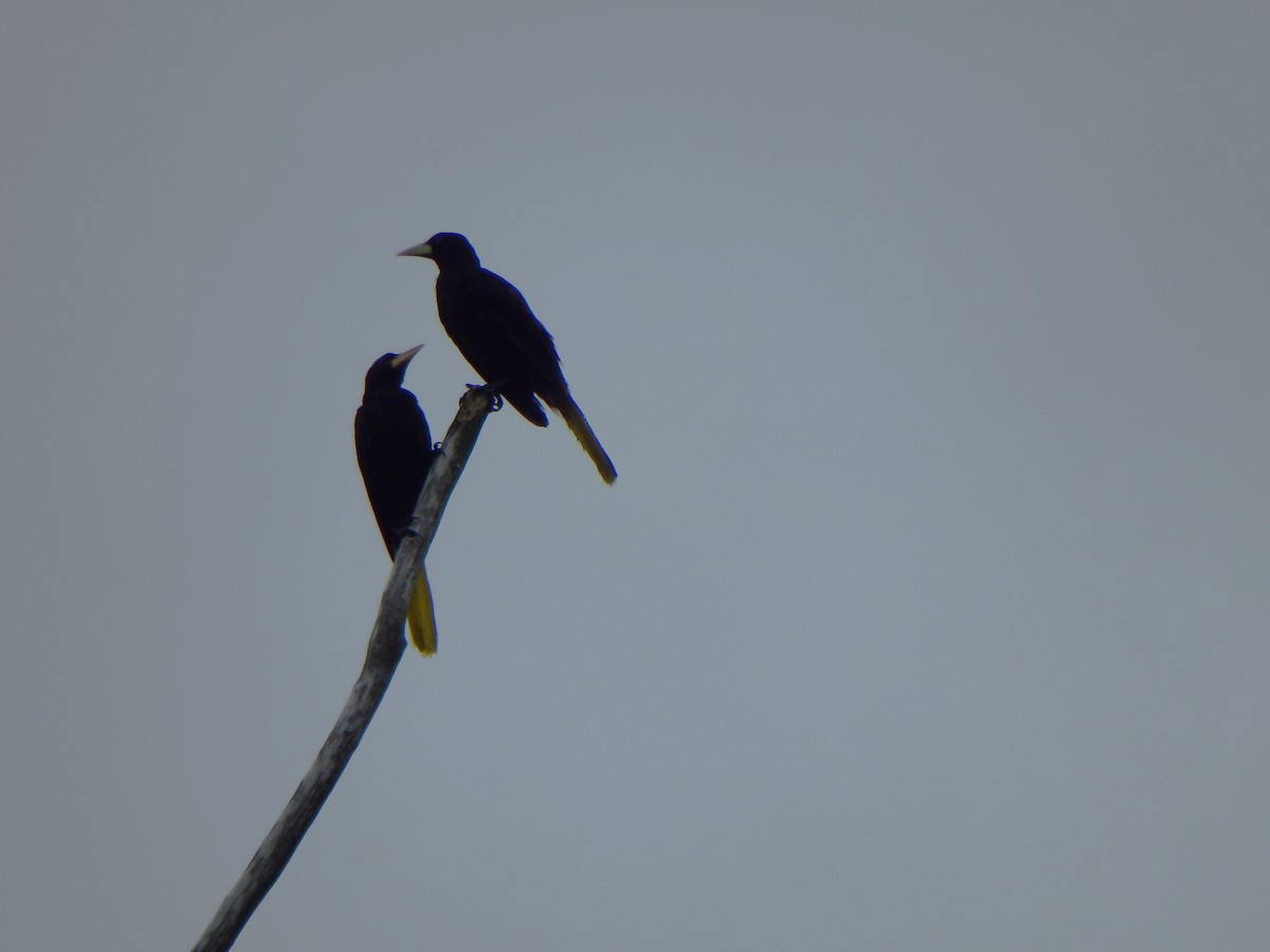 soldatoropendola - ML641438017