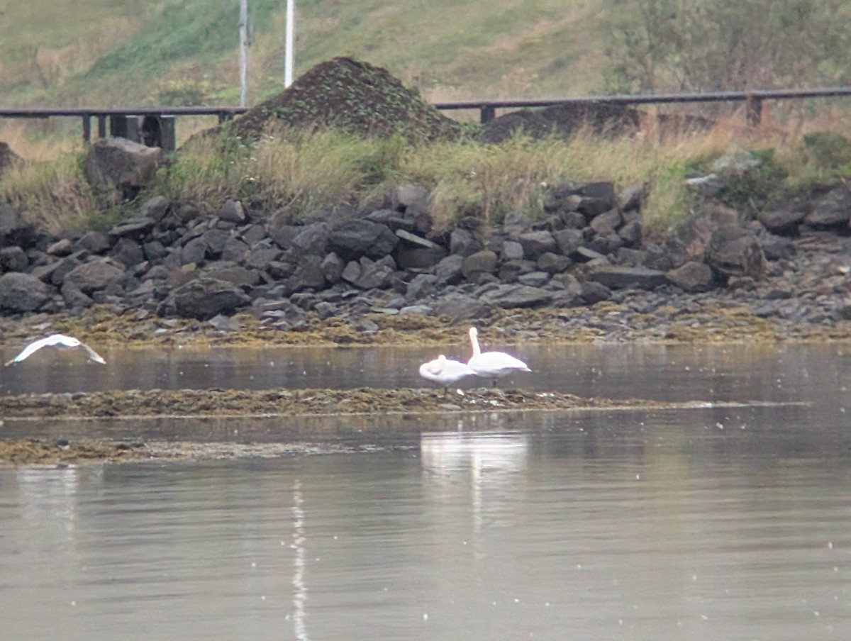 Whooper Swan - ML641438018