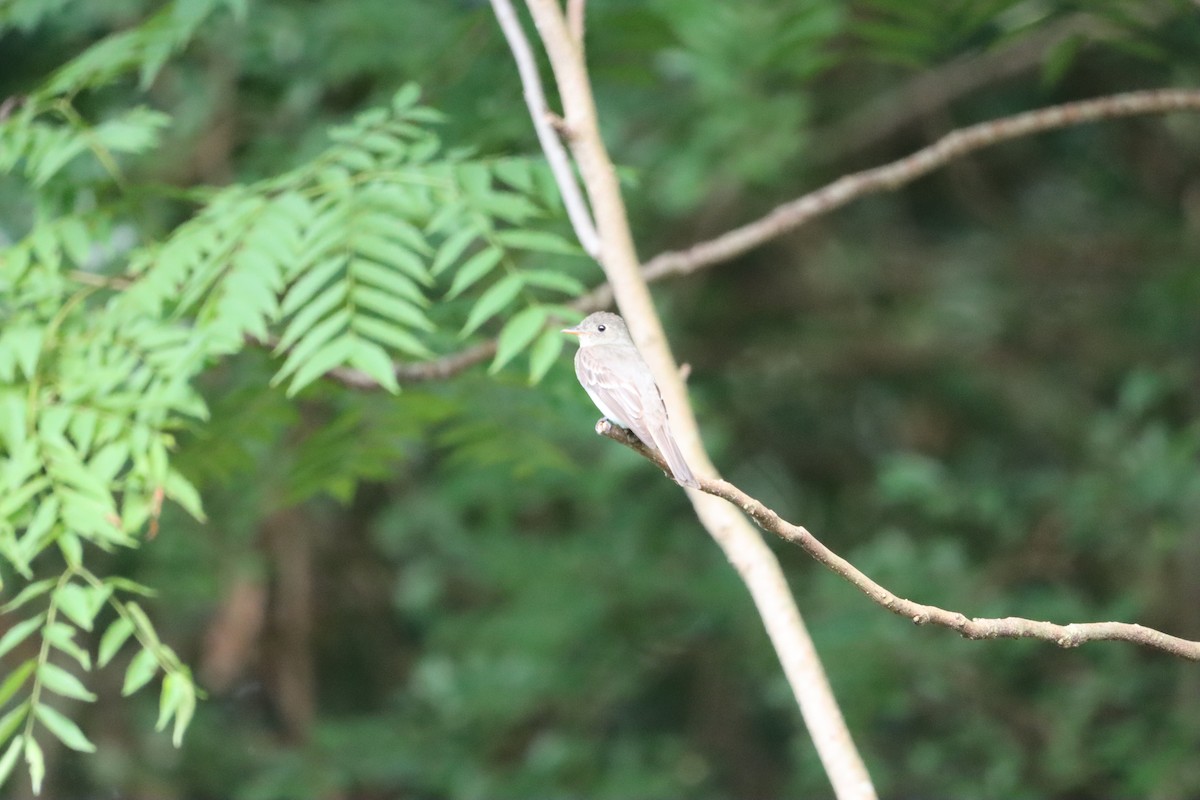 Eastern Wood-Pewee - ML641438056