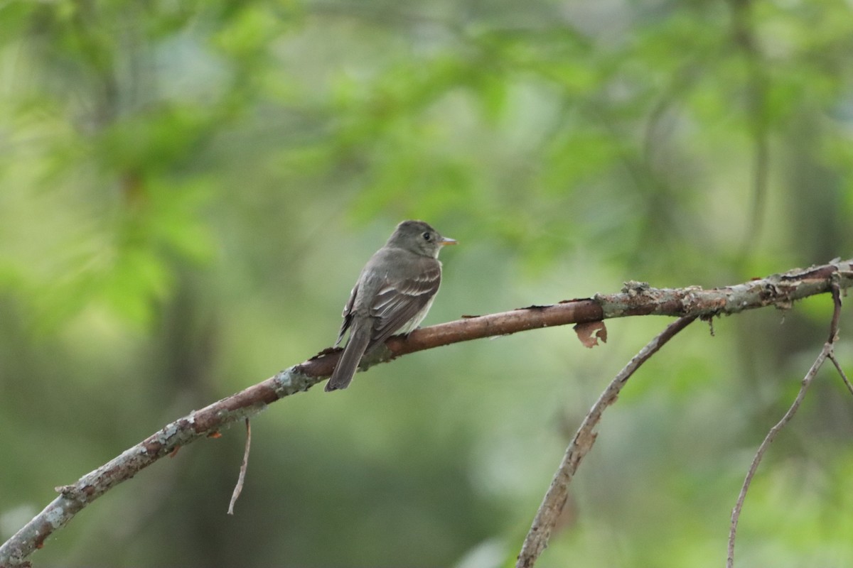 Eastern Wood-Pewee - ML641438057