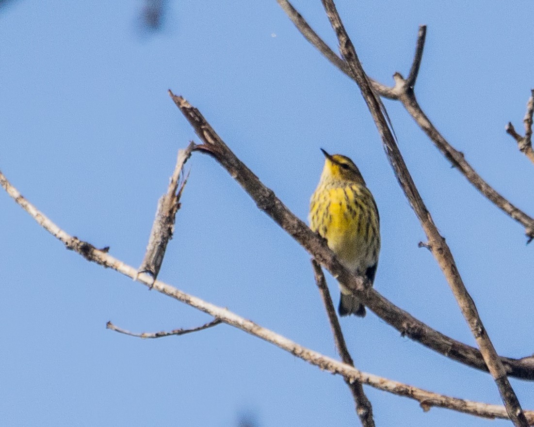 Cape May Warbler - ML641438067