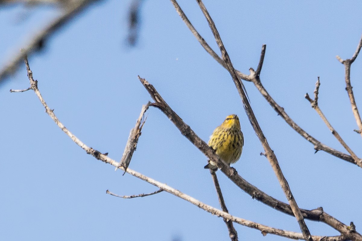 Cape May Warbler - ML641438068