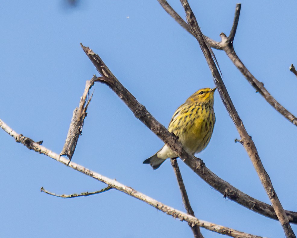 Cape May Warbler - ML641438069