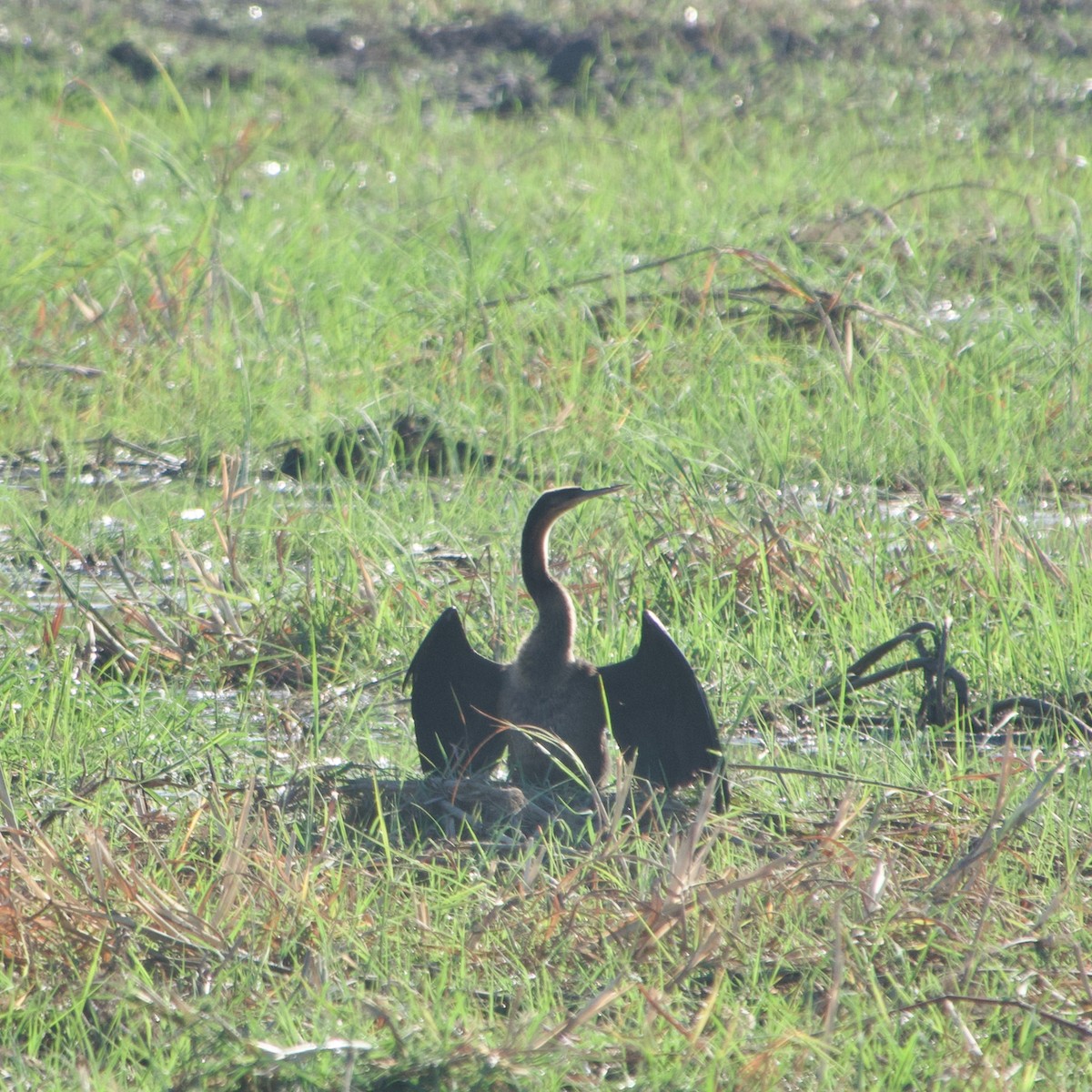 African Darter - ML641438071