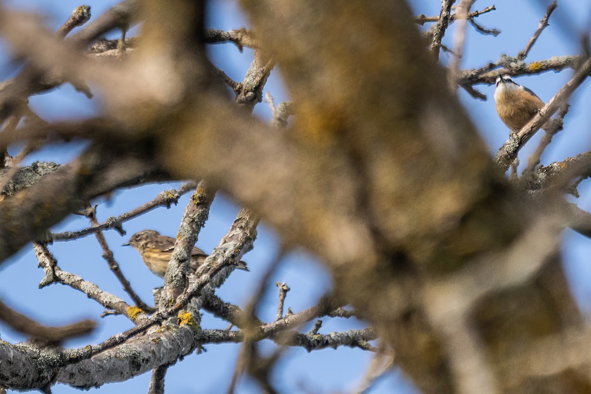 Red-breasted Nuthatch - ML641438079