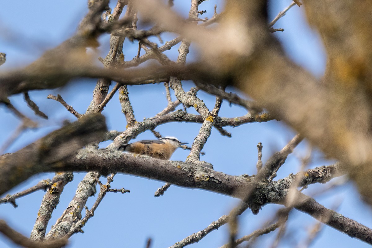 Red-breasted Nuthatch - ML641438080