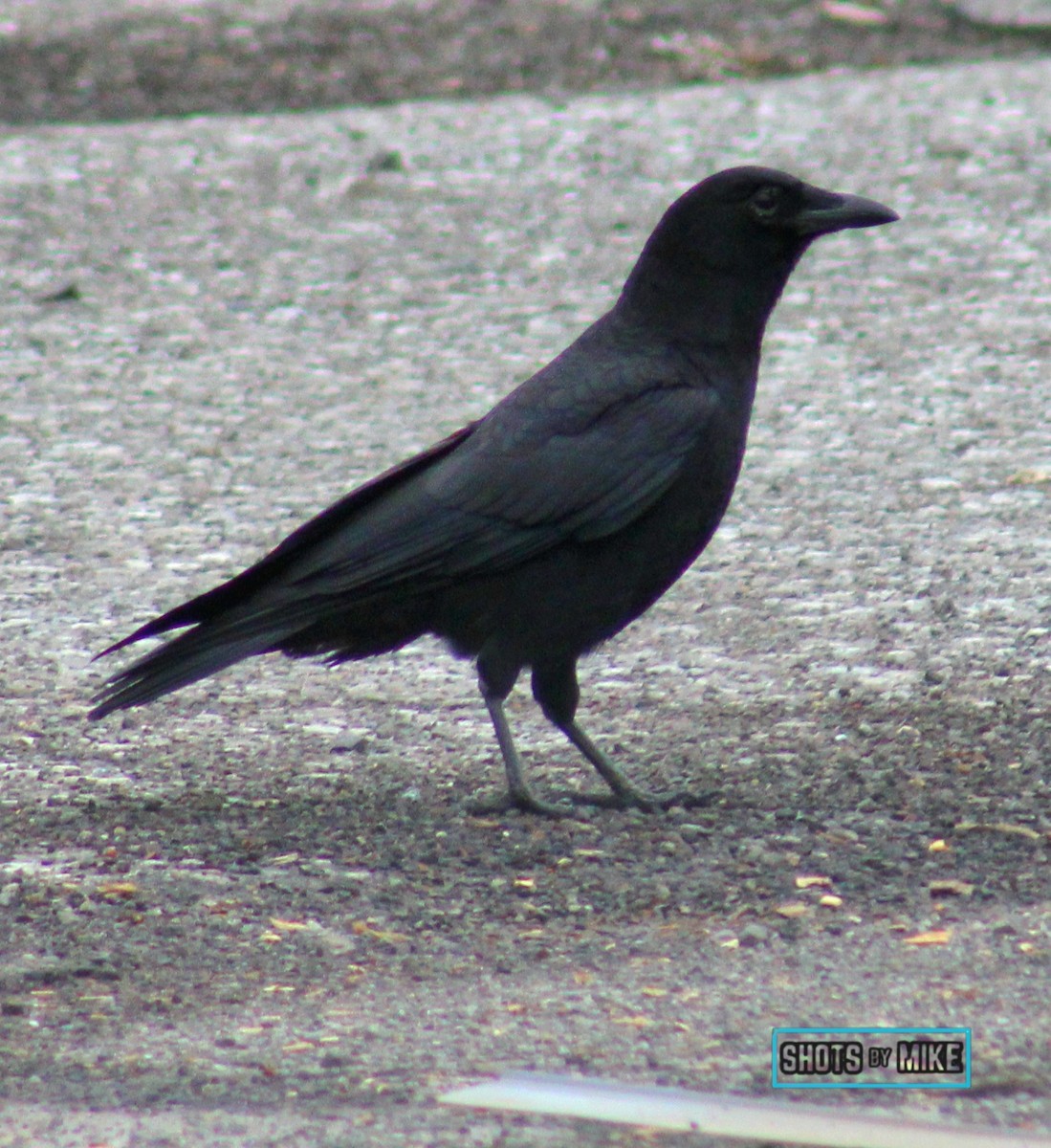 American Crow - ML641438094