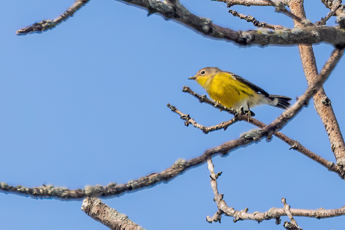 Magnolia Warbler - ML641438096