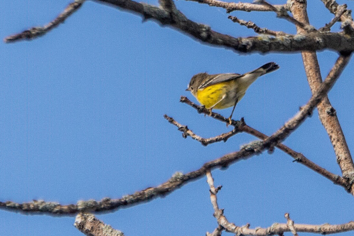 Magnolia Warbler - ML641438097